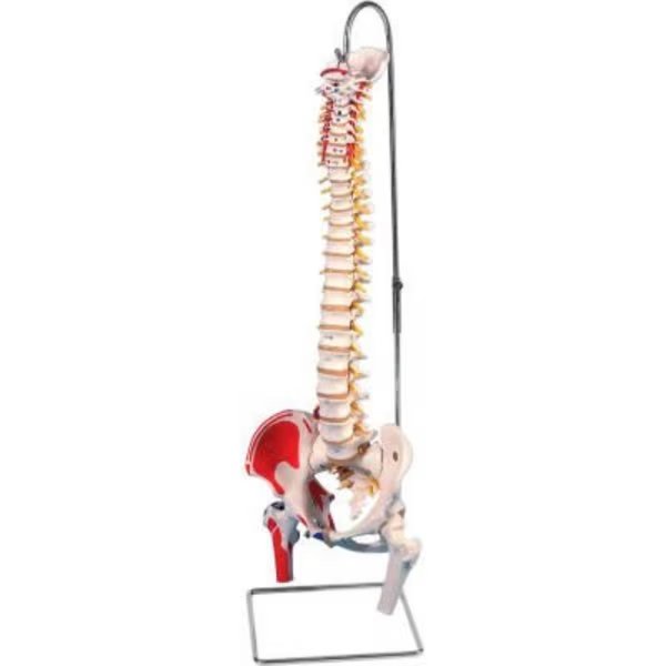 3B® Anatomical Model - Flexible Spine, Classic, Femur Heads, Painted, Fabrication Enterprises, Mfr#: 961289